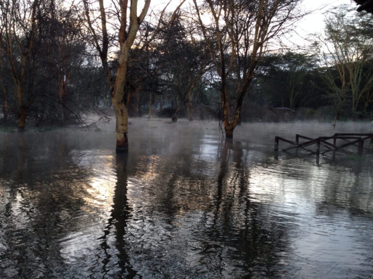 Дрвја и магла одразени во водата во зора покрај езерото Најваша, Кенија